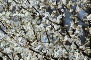 Plants in the UK flower much earlier due to climate change