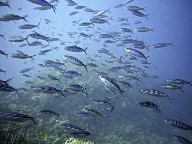 Climate change will deprive oceans of precious oxygen