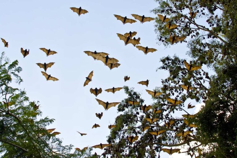 Hundreds of mammalian species are ‘waiting to be discovered’ by science