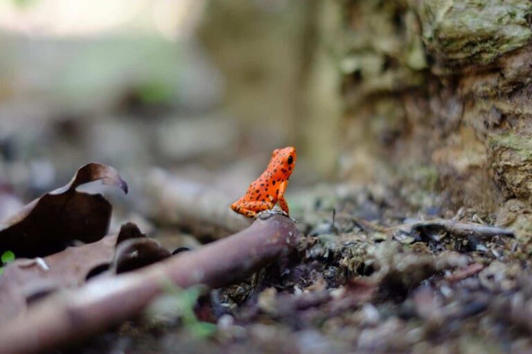 Hundreds of ‘lost’ vertebrate species have been missing for decades