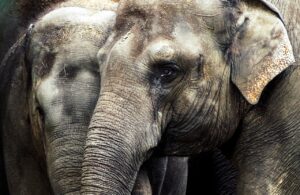 Plastic waste poses a grave threat to India’s wild elephants