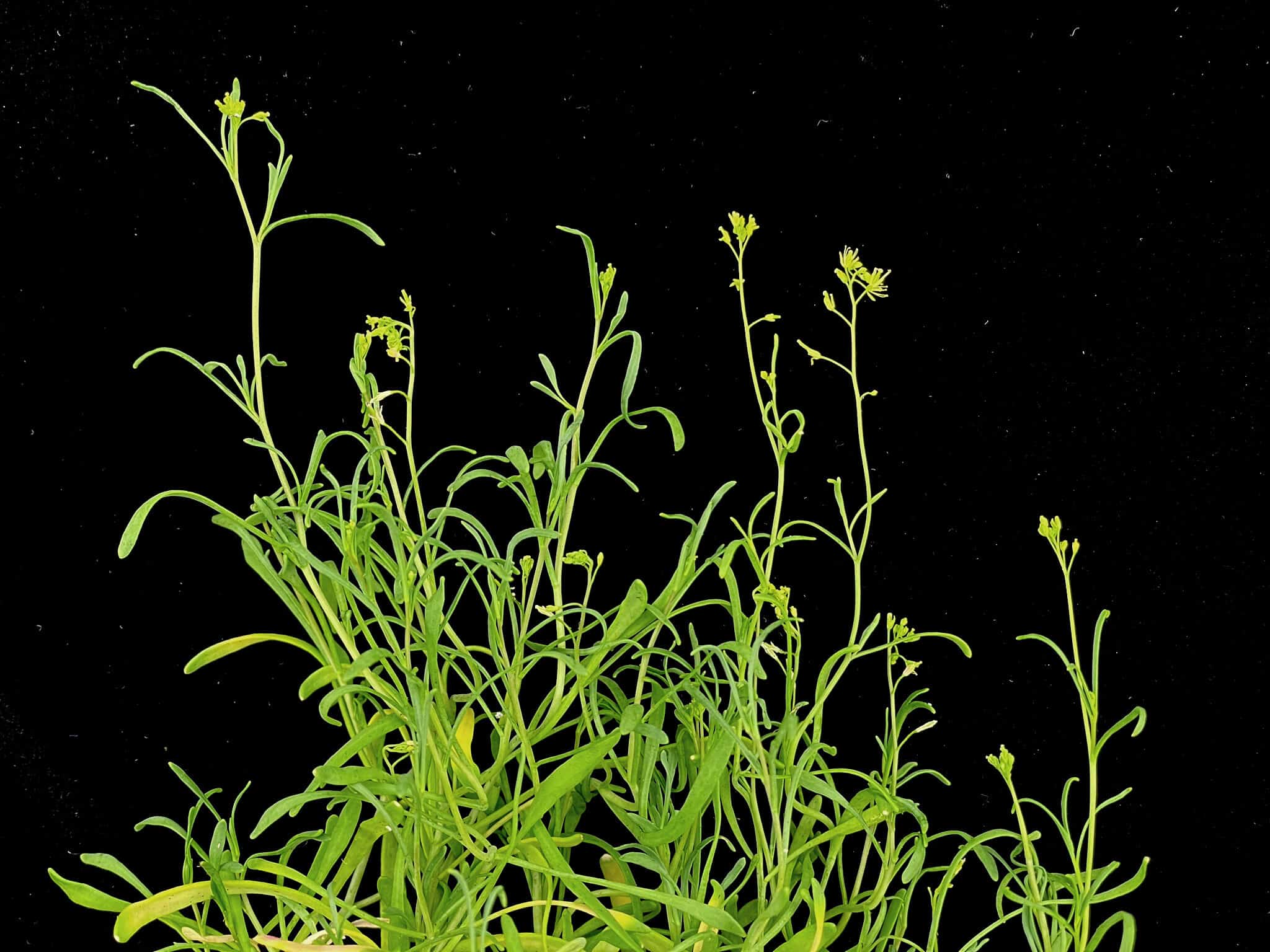 A hardy plant could help us fortify stressed crops
