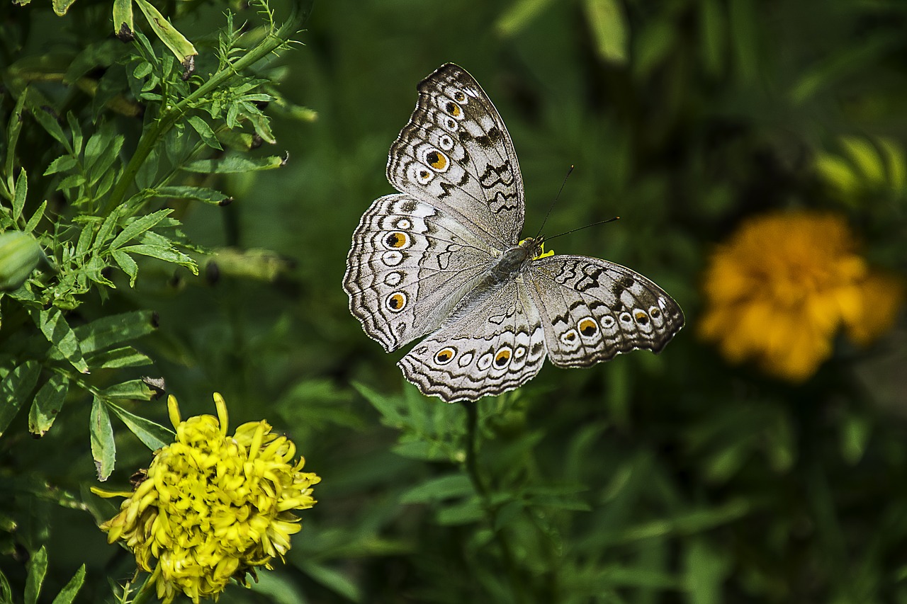 Forests and green urban areas can help embattled insects