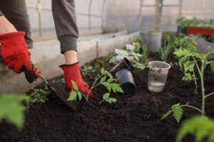 Urban gardeners can help save endangered native plants