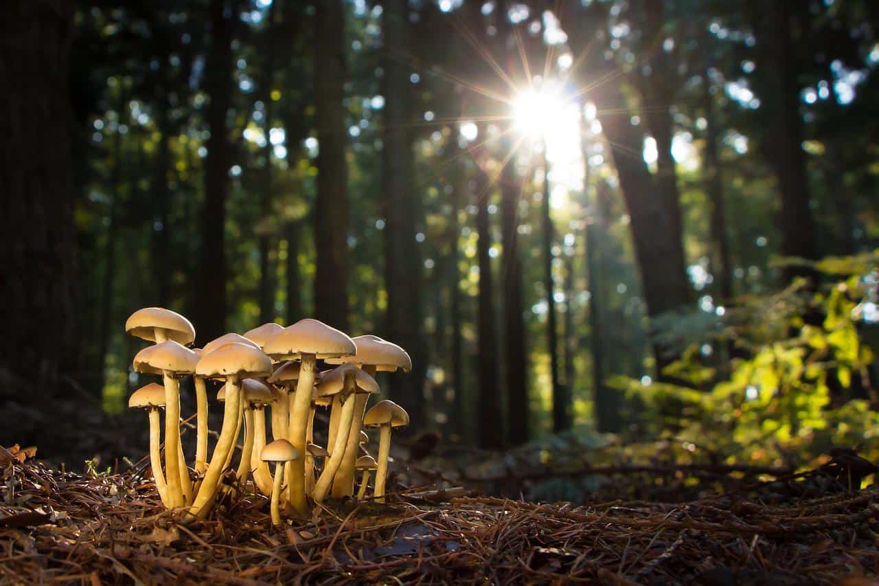 Why it’s time to include fungi in global conservation goals