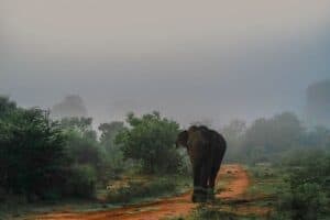 Elephant-human conflicts take a deadly toll in India