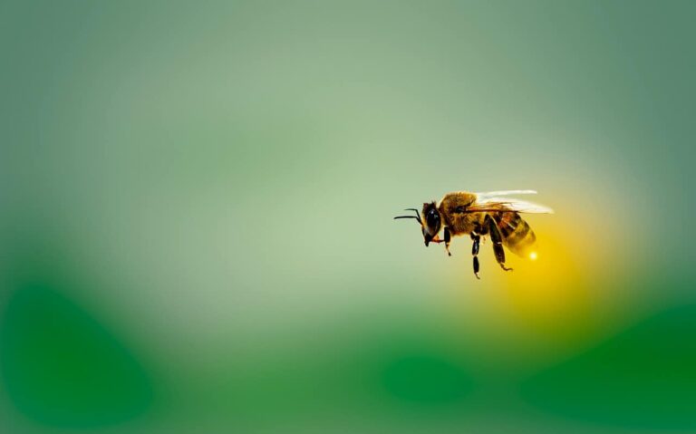 Urban gardens in the tropics can support embattled bees