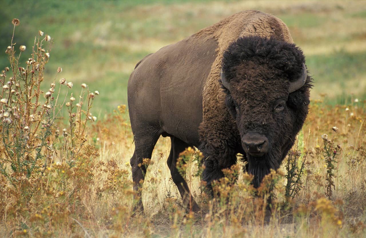 Reintroducing bison to the Great Plains would boost plant diversity and resilience