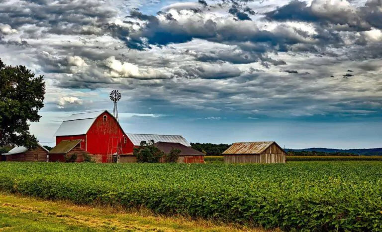 Boosting food crops’ capacity for photosynthesis leads to higher yields