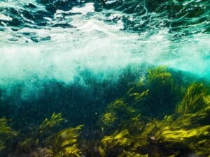 Seaweed is high in vitamins and minerals, but there’s another reason we should eat more of it