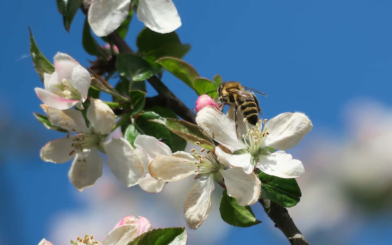 Farmers can employ a simple trick to attract wild bees to their orchards