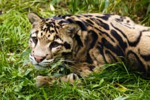 Wild tigers, leopards and elephants can ‘thrive near humans’