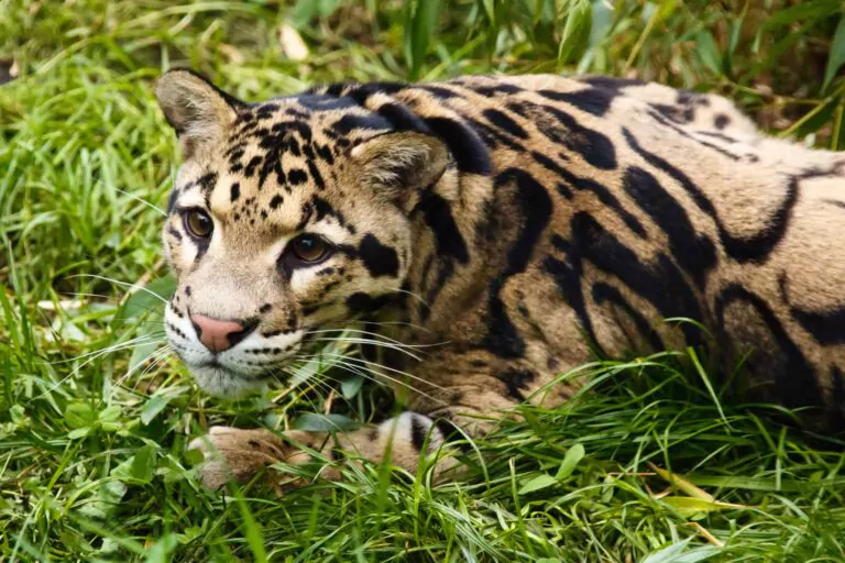 Wild tigers, leopards and elephants can ‘thrive near humans’