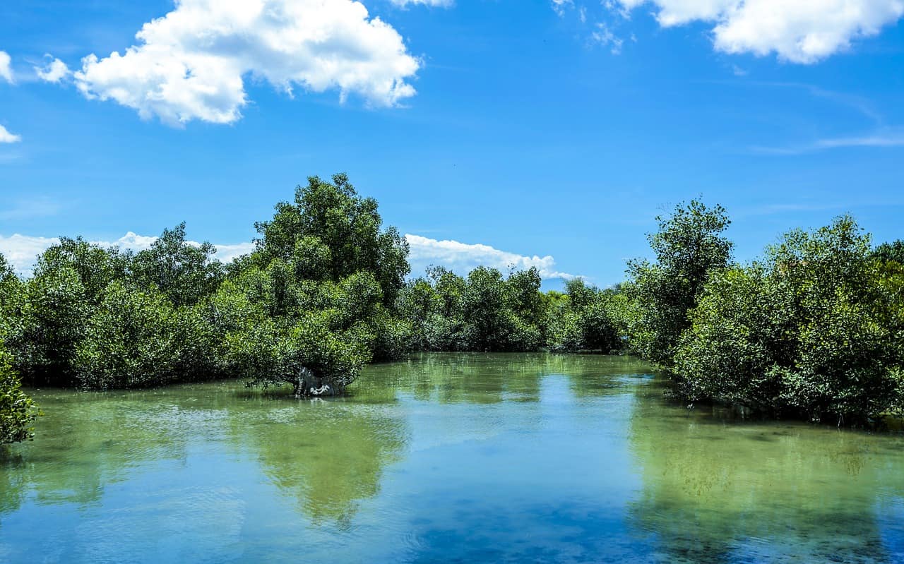 In Kenya and elsewhere saving mangroves can save the planet