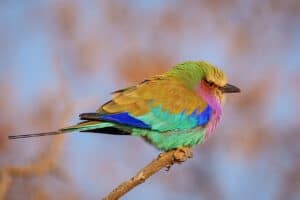 We’ve been tracking birds in a Nigerian forest for 18 years. This is what we found