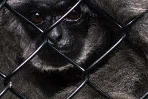 The global demand for exotic pets is driving a massive trade in wildlife