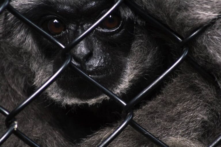 The global demand for exotic pets is driving a massive trade in wildlife