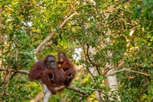 Could ‘half-Earth’ conservation save orangutans?