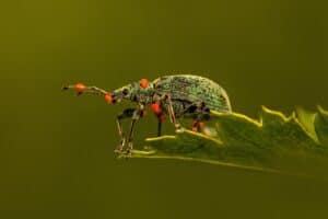 Climate change is threatening insects worldwide but we can still save them