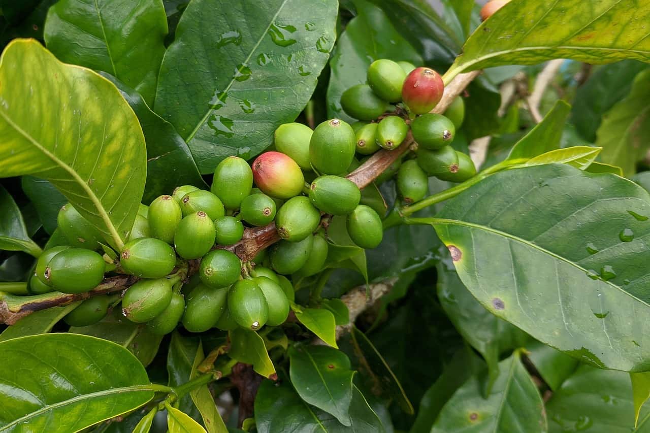 A hardier coffee plant could save yields worldwide from climate change