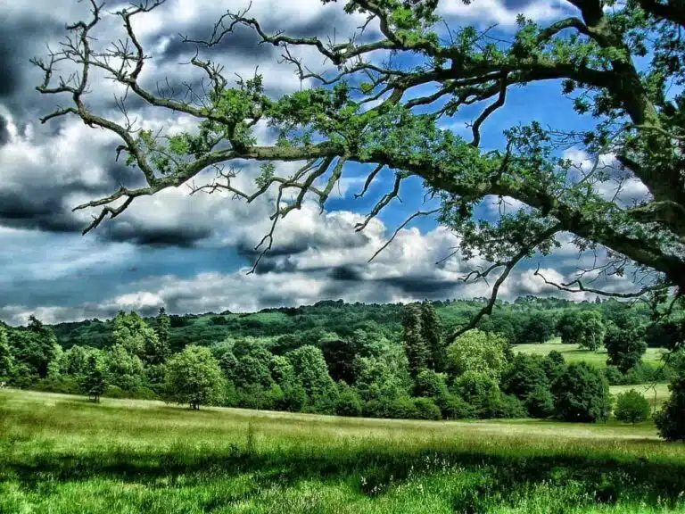 Finding Britain’s ‘shadow woods’ is key to reforesting the countryside