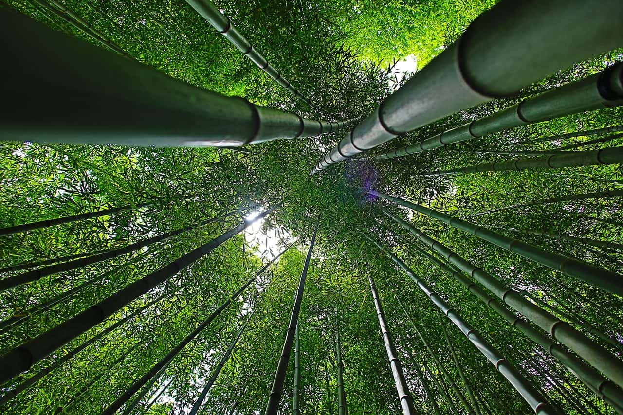 Bamboo can help us fight both climate change and poverty