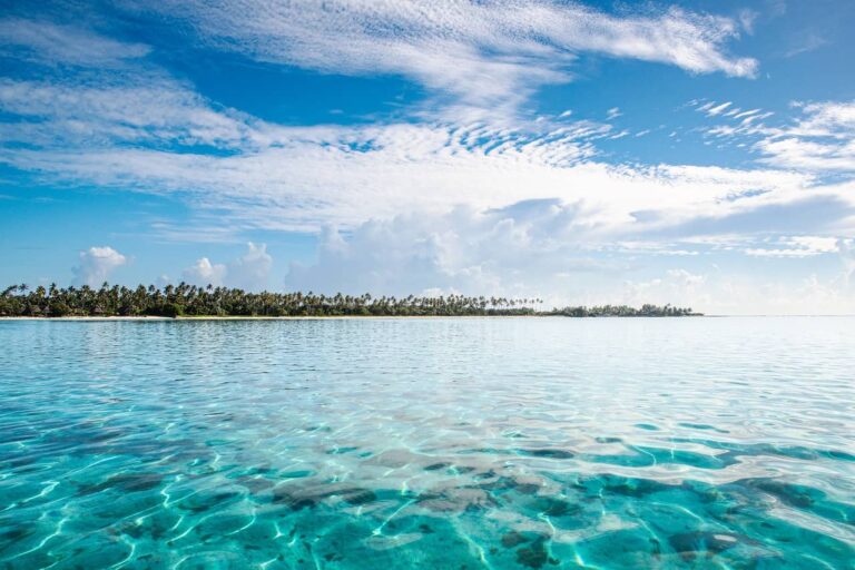 Corals thrive in clearer water with more access to sunlight
