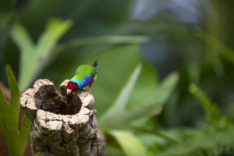 As many as 29 threatened species are coming back from the brink in Australia