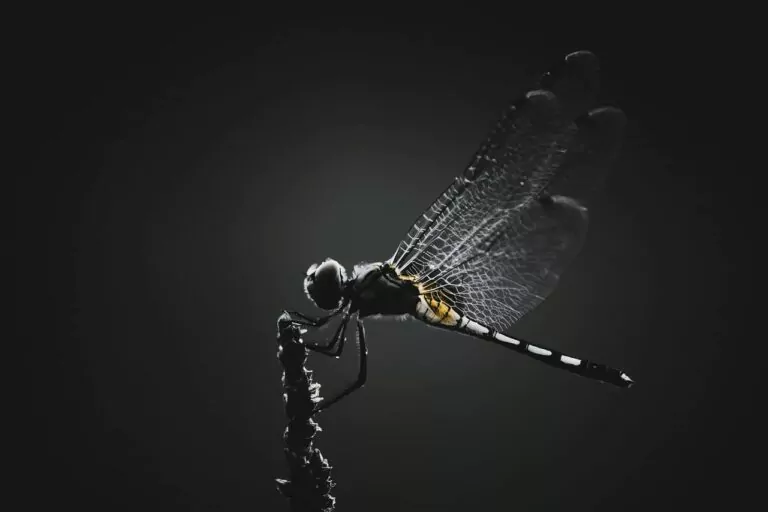The vanishing of insects is making it harder to grow food
