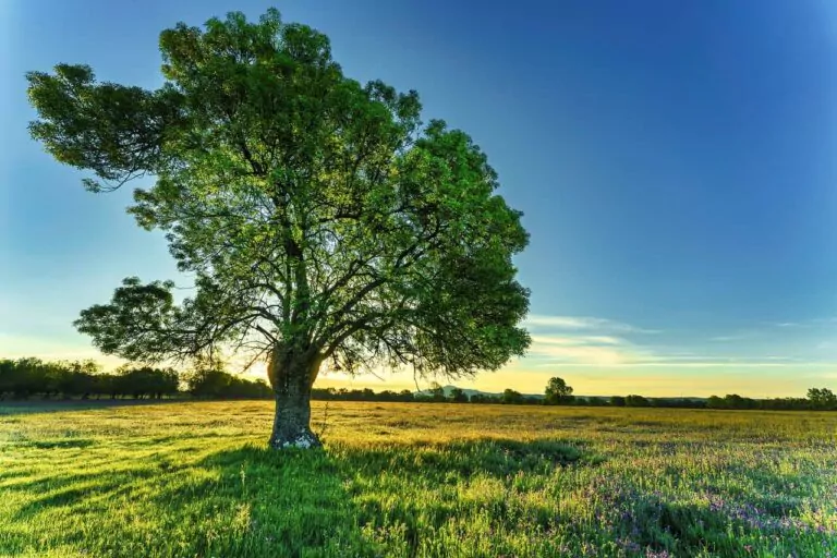 Scientists are seeking to understand how plants migrate in the face of climate change