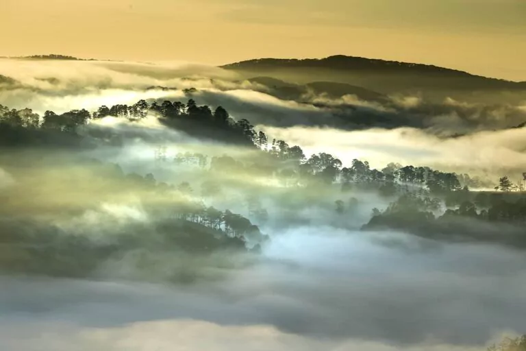 Deforestation drives decreases in rainfall across the tropics