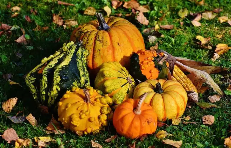 How ‘ugly’ fruits and vegetables could solve food waste