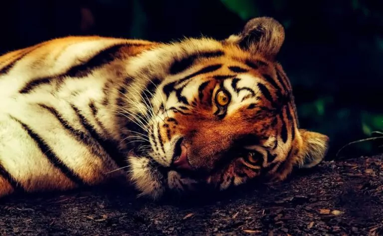 The sighting of six tigers raises conservationist hopes in Thailand