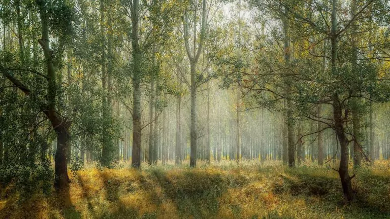 Is sustainable forestry a myth or a reality?