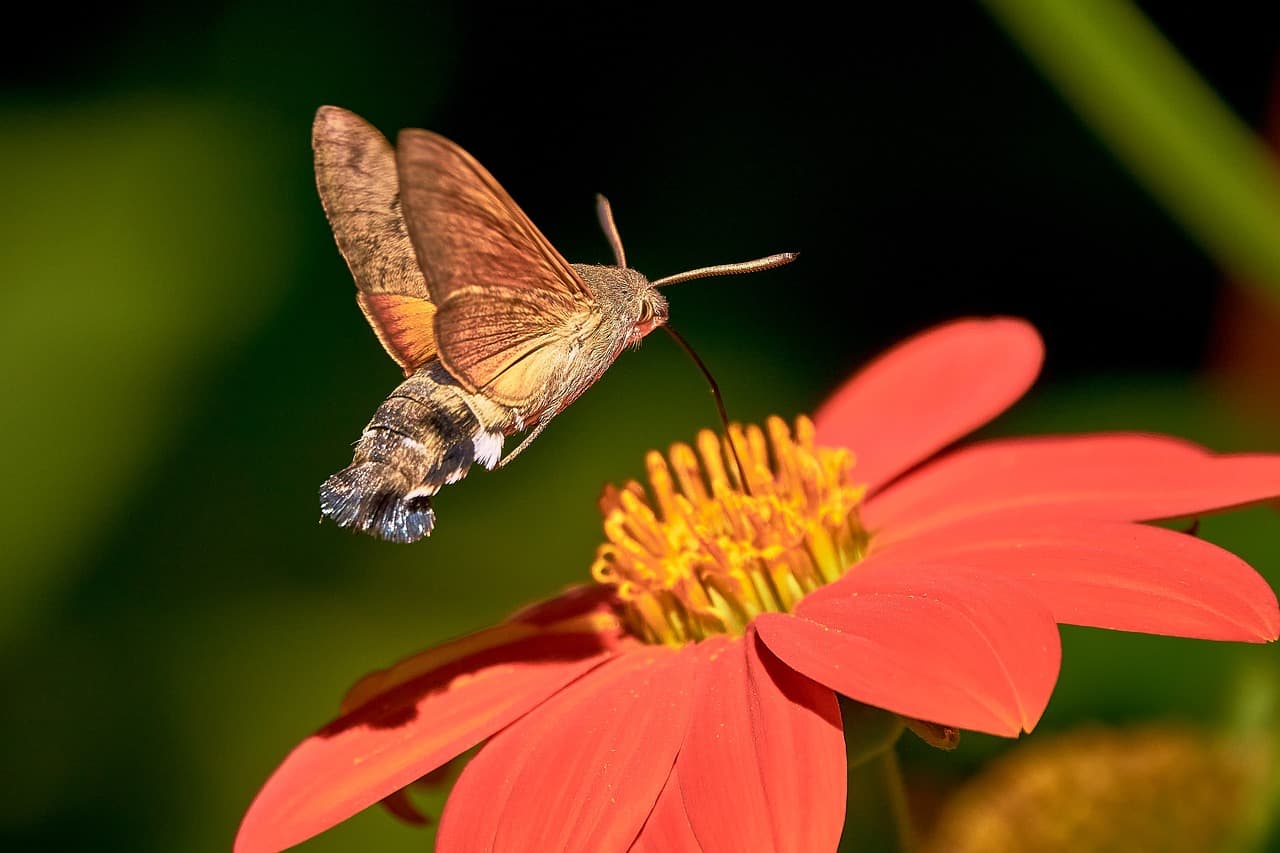 https://www.sustainability-times.com/wp-content/uploads/2023/04/hummingbird-hawk-moth-7386464_1280.jpg