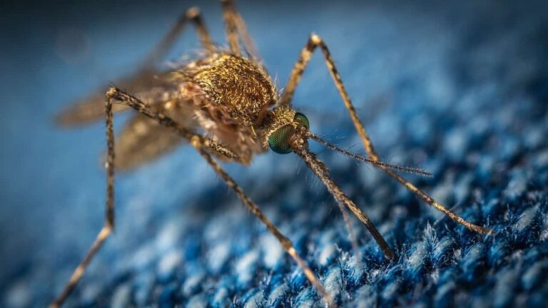 Light pollution could extend mosquitoes’ biting season