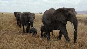 How mammals shape and are shaped by Africa’s landscapes
