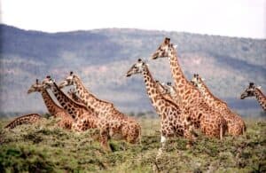 East African giraffes are adapting to rising temperatures. . . so far