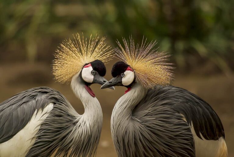 A richness of species is ‘critical to human wellbeing’