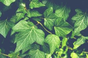 How plants know when they are touched