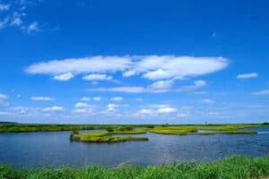 Spain is in danger of drying out one of Europe’s main wetlands