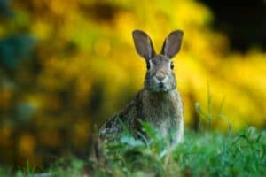 How we can protect nearly a third of the planet’s land as wildlife habitats