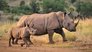 It’s time for a new approach in saving white rhinos