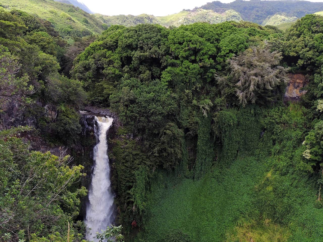 Photo of Les scientifiques ont enfin percé le mystère des canopées de la forêt tropicale