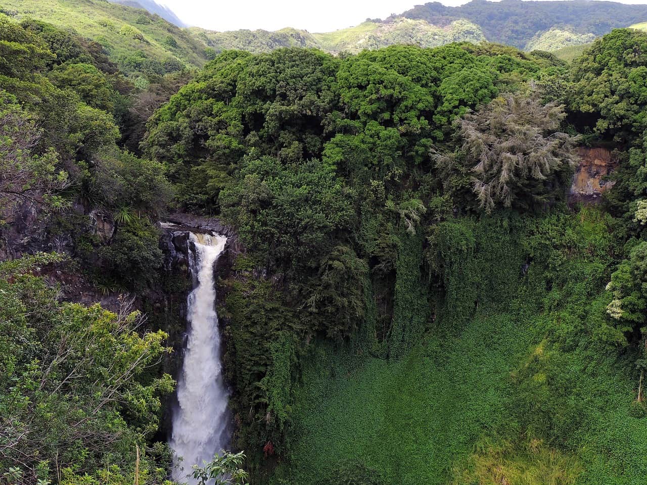 Les scientifiques ont enfin percé le mystère des canopées de la forêt tropicale