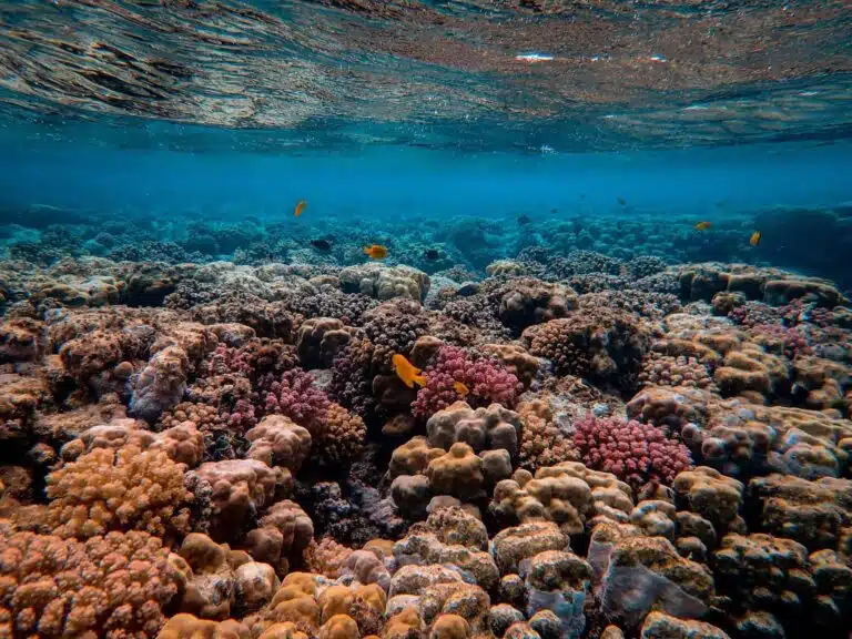How coral reefs may weather warming temperatures