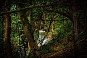 The forgotten Amazon: we must get serious about deforestation in Bolivia