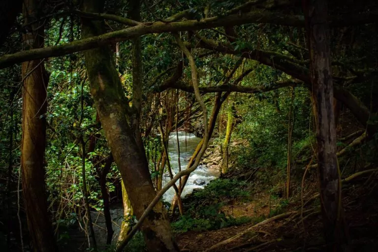 The forgotten Amazon: we must get serious about deforestation in Bolivia