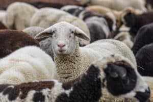 Public policies should consider the welfare of animals