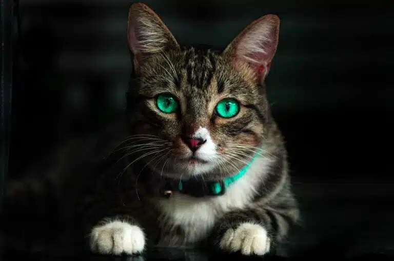 How climate change will affect your pets and how you can help them cope